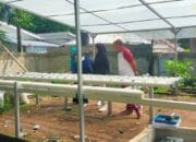 Berkebun di Pekarangan, Meningkatkan Ketahanan Pangan Desa