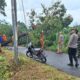 Gerung Terkena Hujan Ekstrem, 3 Pohon Tumbang Semapt Blokir Jalan