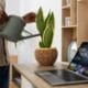 Tanaman Hias yang Cocok untuk Ruang Kerja, Mudah Dirawat!