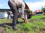 Polres Lombok Utara dan Dinas Pertanian Gelar Pemupukan Perdana untuk Ketahanan Pangan