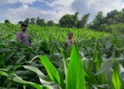 Sat Binmas Polres Bima Kota Pantau Program Ketahanan Pangan di Kelurahan Jatibaru Timur