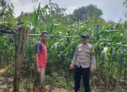 Bhabinkamtibmas Sambangi Petani Jagung, Ajak Dukung Ketahanan Pangan Nasional
