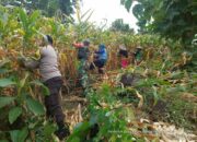 Bhabinkamtibmas Kelurahan Rite Laksanakan Pengecekan Panen Jagung Warga Binaan