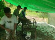 Bhabinkamtibmas Kelurahan Jatibaru Timur Bantu Warga Panen Kacang Tanah dalam Rangka Dukung Ketahanan Pangan Nasional