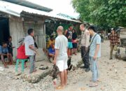 Polsek Ambalawi Bubarkan Judi Sabung Ayam di Desa Nipa Saat Bulan Ramadhan