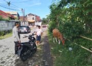 Optimalisasi Lahan Pekarangan untuk Ketahanan Pangan Keluarga