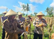 Kapolres Lombok Barat Tinjau Kesiapan Panen Raya Jagung