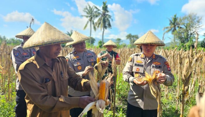 Kapolres Lombok Barat Tinjau Kesiapan Panen Raya Jagung
