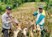 Bhabinkamtibmas Polsek Rasanae Barat Bantu Warga Panen Jagung di Sambinae