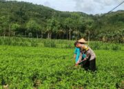 Bhabinkamtibmas Dukung Ketahanan Pangan di Sekotong