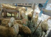 Sinergi Polri dan Warga Desa Beleka: Wujudkan Ketahanan Pangan dan Keamanan Sosial