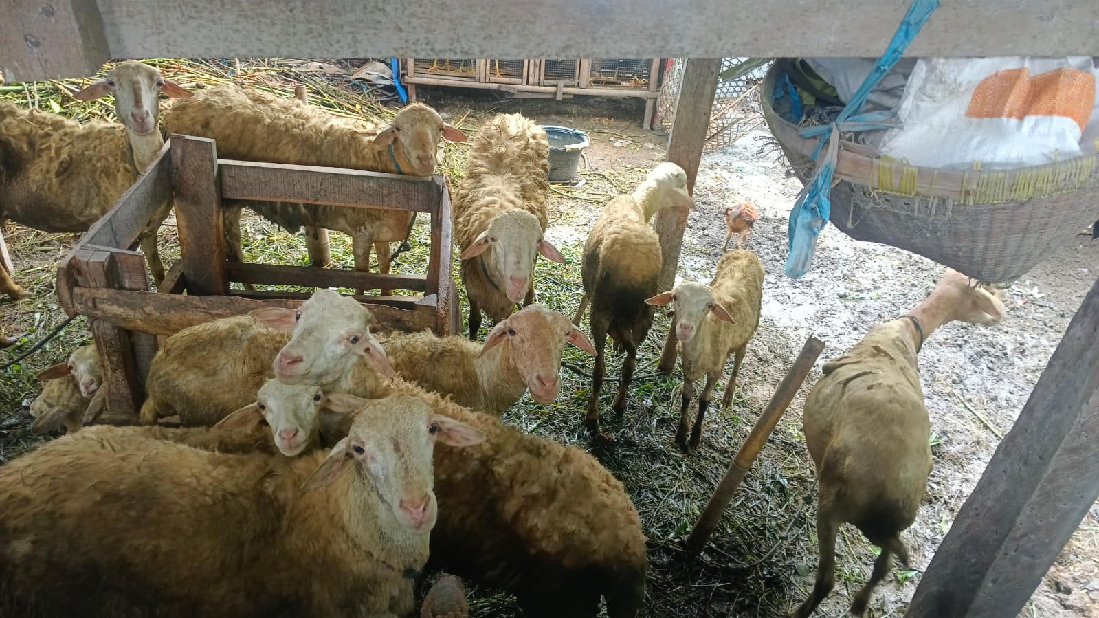 Polri Aktif di Tengah Masyarakat: Kunjungan DDS Dukung Ketahanan Pangan Warga