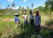 Bhabinkamtibmas Desa Giri Tembesi Dukung Ketahanan Pangan dengan Sambang ke Petani