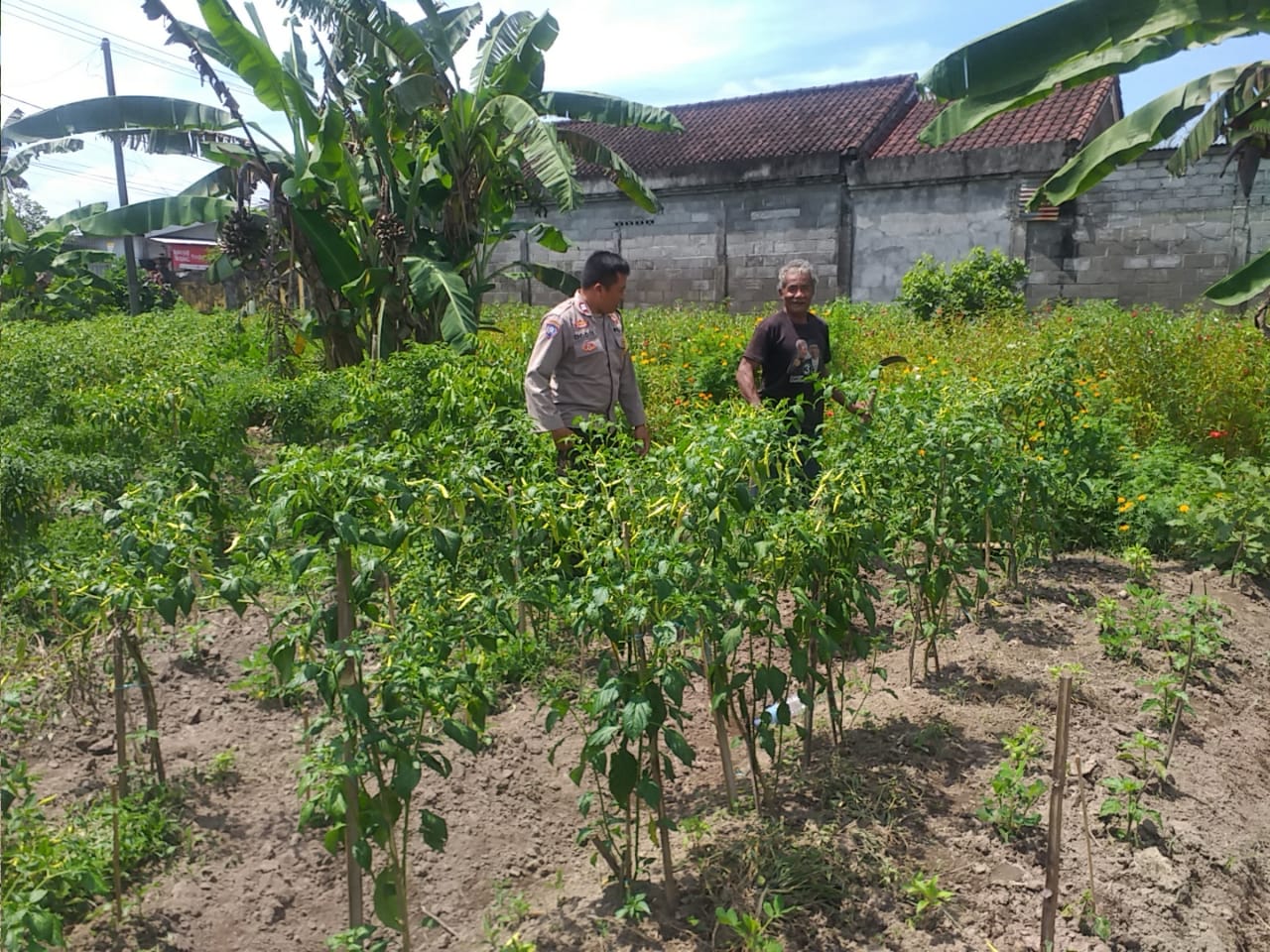 Ketahanan Pangan Keluarga: Upaya Nyata dari Desa Jagaraga