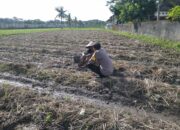 Bhabinkamtibmas Kuripan Dukung Ketahanan Pangan Lewat Pemanfaatan Pekarangan