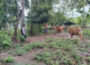 Polisi dan Warga Bersinergi Wujudkan Ketahanan Pangan Keluarga di Lombok Barat