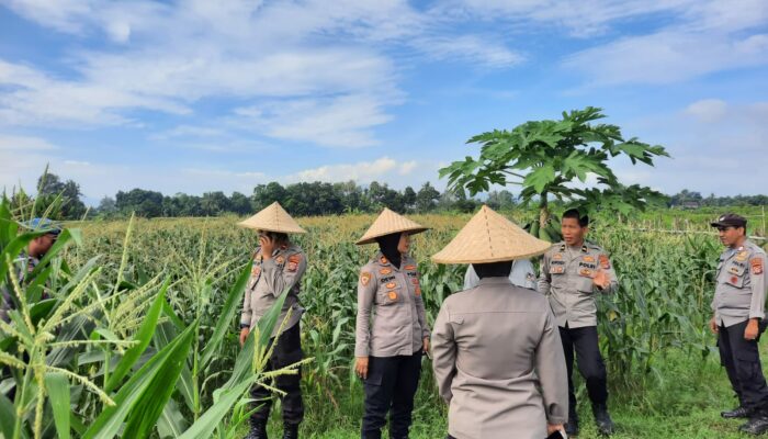 Polres Lombok Barat Kawal Panen Jagung Serentak di Telagawaru