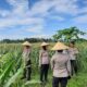 Polisi dan Petani Bersinergi: Kawal Panen Jagung Lombok Barat
