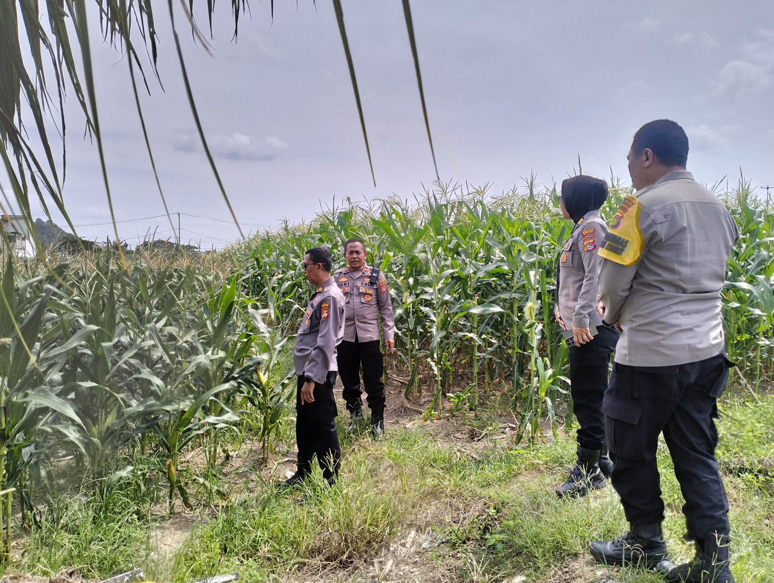 Polres Lombok Barat Tinjau Lokasi Panen Raya Jagung, Persiapan Jelang 2 Juni