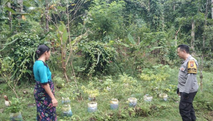 Polsek Batulayar Dorong Kemandirian Pangan Lewat Pemanfaatan Lahan Pekarangan
