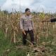 Polri Terjun ke Sawah: Dukungan Nyata untuk Petani Jagung Lombok Barat