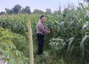 Sinergi Polisi dan Petani: Jaga Kamtibmas dan Ketahanan Pangan