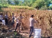 Polri untuk Masyarakat, Personel Polsek Asakota Bantu Petani Panen Jagung