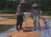 Bhabinkamtibmas Kelurahan Nungga Bantu Jemur Jagung Warga, Dukung Program Ketahanan Pangan