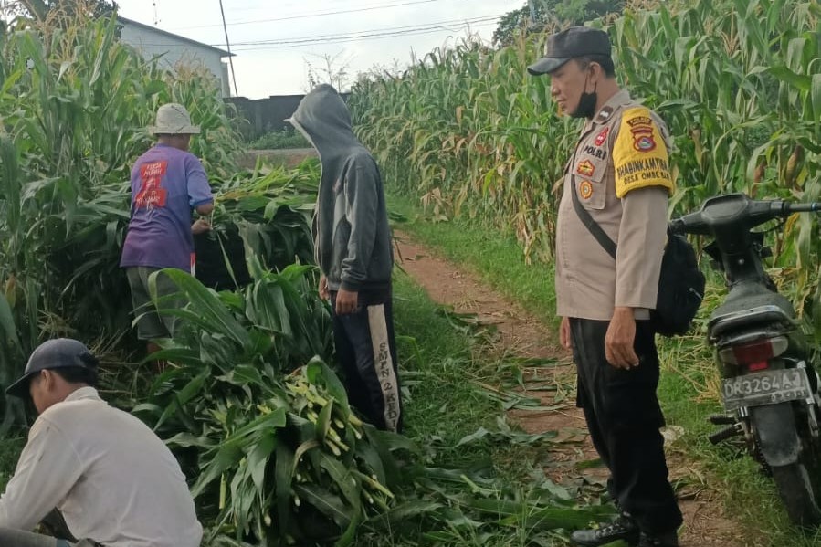 Bhabinkamtibmas Dampingi Panen Jagung di Ombe Baru Dukung Swasembada Pangan