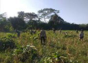 Bhabinkamtibmas Desa Jagaraga Aktif Dorong Ketahanan Pangan Lokal