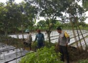 Bhabinkamtibmas Desa Kediri Dukung Ketahanan Pangan Lewat Sambang Petani