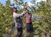 Bhabinkamtibmas Gapuk Dukung Petani Jambu Kristal di Gerung