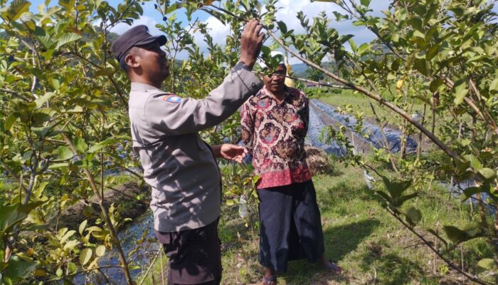 Bhabinkamtibmas Gapuk Dukung Petani Jambu Kristal di Gerung