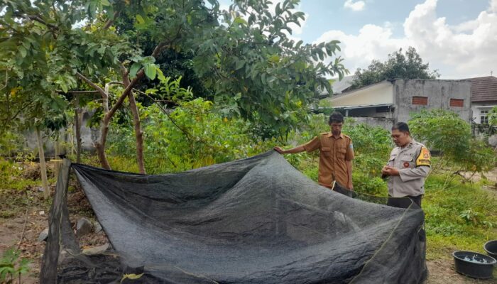 Bhabinkamtibmas Gelogor Dorong Warga Tanam Pangan di Halaman Rumah