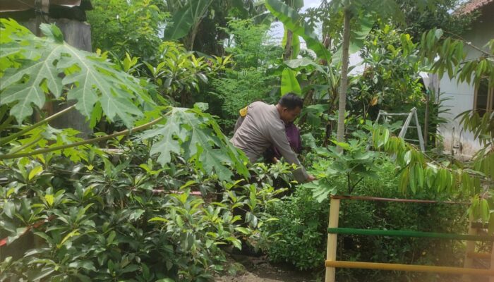 Bhabinkamtibmas Gerung Dukung Ketahanan Pangan Lewat Pekarangan Warga