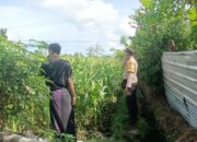 Bhabinkamtibmas Dukung Petani Jagung di Lombok Barat