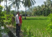 Bhabinkamtibmas Sekotong Dukung Swasembada Pangan di Batu Putih