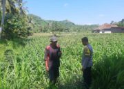 Bhabinkamtibmas Dukung Petani Jagung di Sekotong Timur