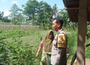 Bhabinkamtibmas Dasan Geres Dukung Ketahanan Pangan Lewat Program Pekarangan Bergizi