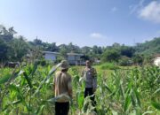 Bhabinkamtibmas Sekotong Timur Dukung Petani Jagung Wujudkan Ketahanan Pangan