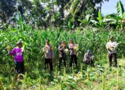 Panen Raya Jagung di Lombok Barat, Wujud Sinergi TNI-Polri dan Petani