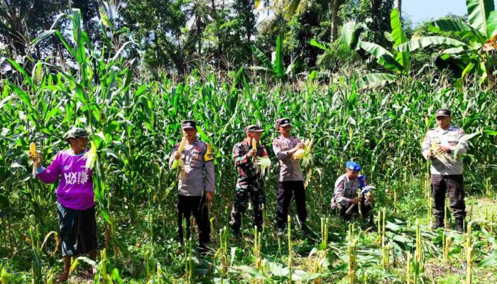 Panen Raya Jagung di Lombok Barat, Wujud Sinergi TNI-Polri dan Petani