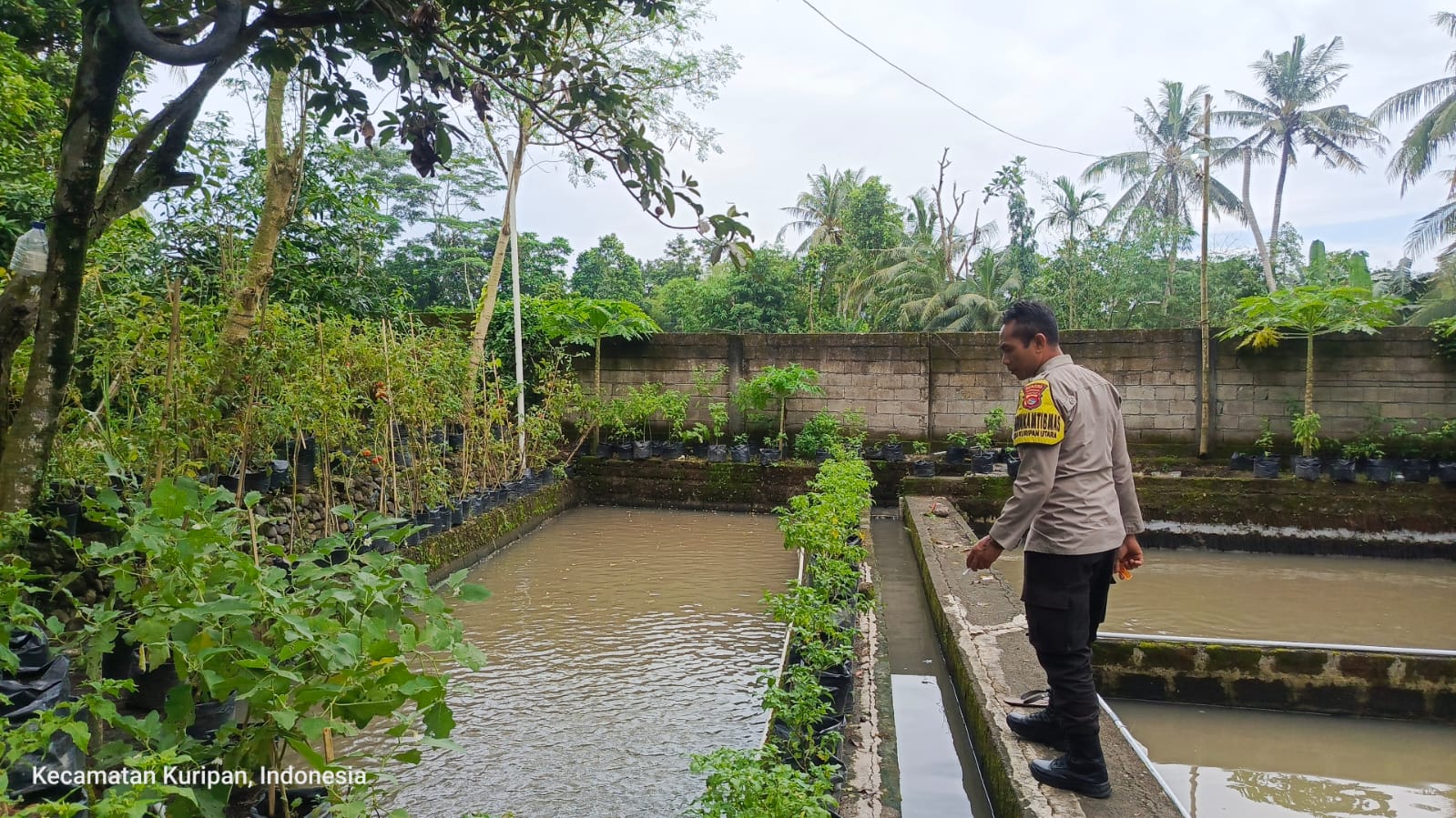 Pemuda Pesongoran Bergerak Wujudkan Kemandirian Pangan