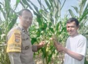 Bhabinkamtibmas Jagaraga Indah Dampingi Petani Jagung Lombok Barat