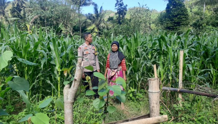 Bhabinkamtibmas Dukung Ketahanan Pangan di Sekotong Timur