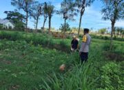 Polri Dorong Pertanian Produktif di Desa Pelangan, Sekotong