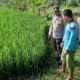 Polri Perkuat Swasembada Pangan di Desa Montong Are