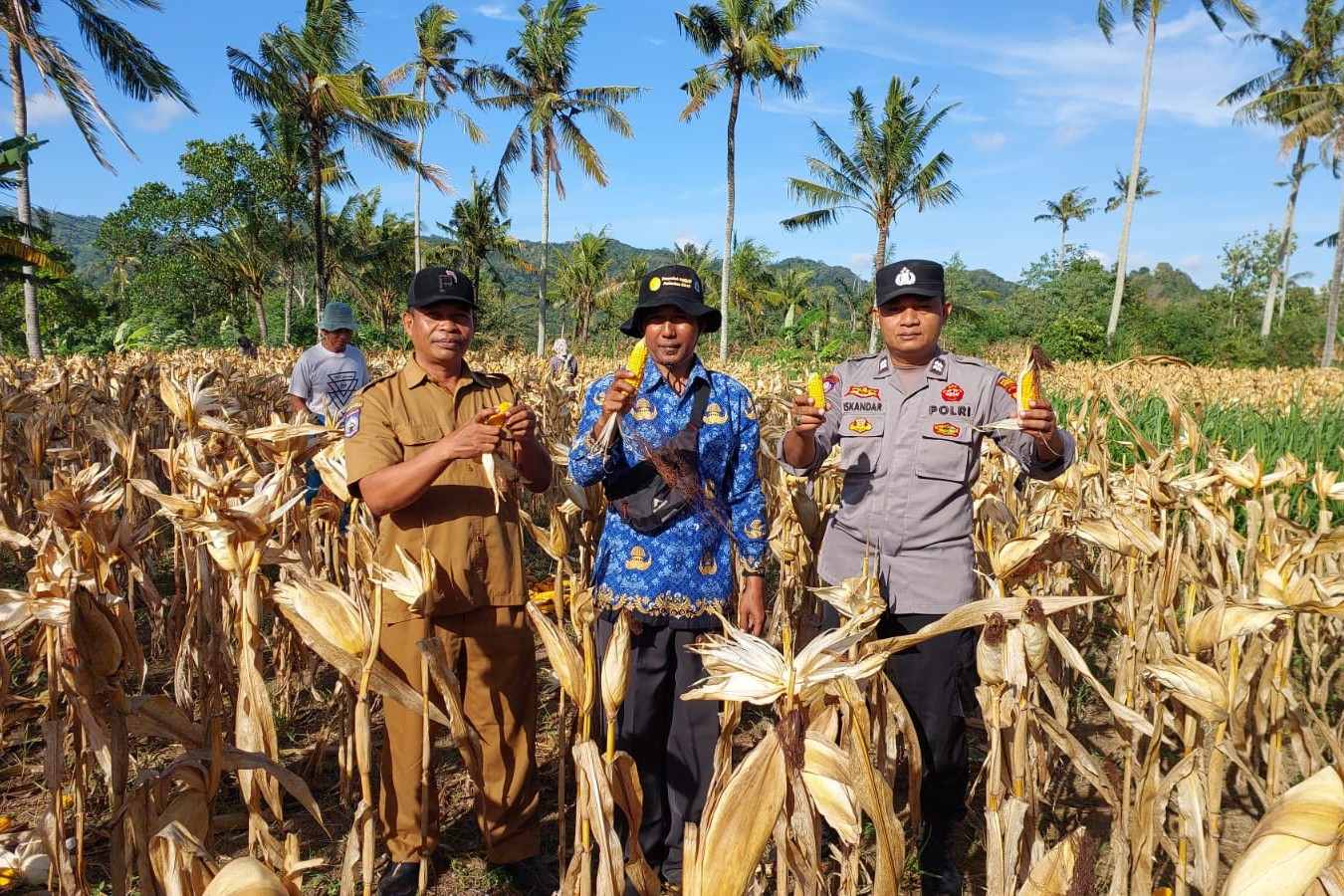 Polsek Gerung Aktif Dukung Rantai Pasok Pertanian