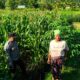 Polsek Lembar Dampingi Warga Mareje Timur Atur Tanam Jagung