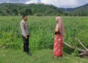 Polsek Lembar Dukung Ketahanan Pangan Lewat Sambang Petani di Sekotong Timur